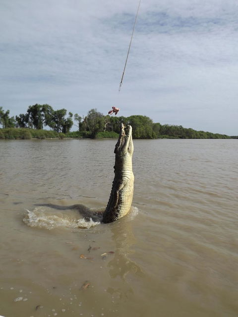 Darwin Jumping Crocodiles Cruise On Adelaide River - Sunshine Coast Tourism 2