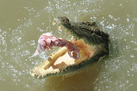 Darwin Jumping Crocodiles Cruise On Adelaide River - Sunshine Coast Tourism 0