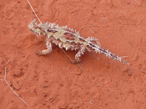 Alice Springs Highlights Half-Day Tour - Sunshine Coast Tourism 5
