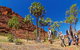Palm Valley 4WD Tour From Alice Springs - thumb 2