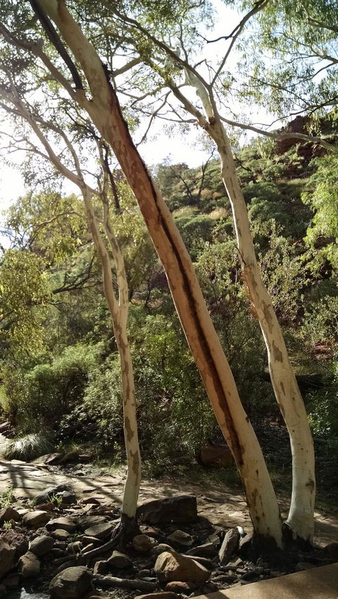 3-Day Tour From Uluru (Ayers Rock) To Alice Springs Via Kings Canyon - Sunshine Coast Tourism 5