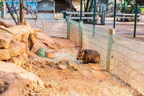 2-Day Combo: Sydney City Tour, Sydney Harbour Lunch Cruise And Blue Mountains Day Trip - Holiday Sunshine Coast 20