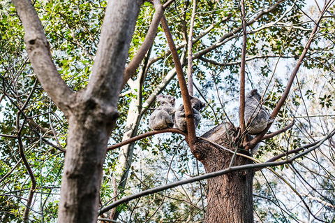 2-Day Combo: Sydney City Tour, Sydney Harbour Lunch Cruise And Blue Mountains Day Trip - Holiday Sunshine Coast 22