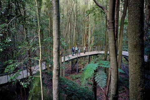 All-Inclusive Blue Mountains Tour In A Luxury Mercedes Sprinter - Sunshine Coast Tourism 13