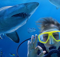 Shark Dive Xtreme at SEA LIFE Sydney Aquarium - Sunshine Coast Tourism