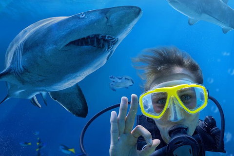 Shark Dive Xtreme At SEA LIFE Sydney Aquarium - Sunshine Coast Tourism 0