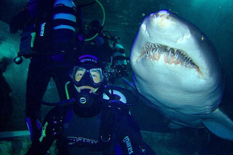 Shark Dive Xtreme At SEA LIFE Sydney Aquarium - Sunshine Coast Tourism 5