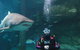 Shark Dive Xtreme At SEA LIFE Sydney Aquarium - thumb 6