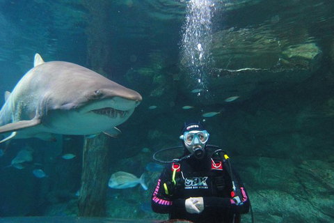 Shark Dive Xtreme At SEA LIFE Sydney Aquarium - Sunshine Coast Tourism 6