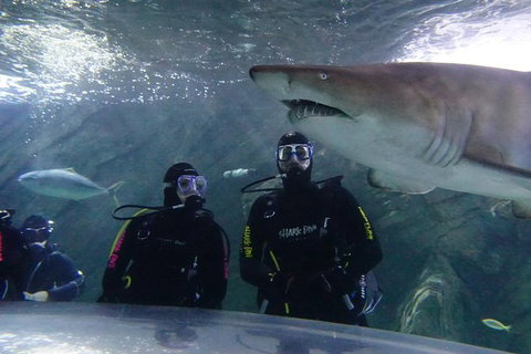 Shark Dive Xtreme At SEA LIFE Sydney Aquarium - Sunshine Coast Tourism 7