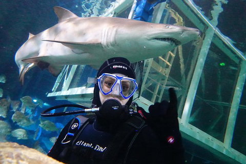 Shark Dive Xtreme At SEA LIFE Sydney Aquarium - Sunshine Coast Tourism 4