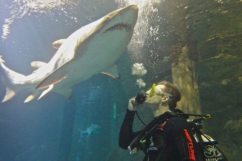 Shark Dive Xtreme At SEA LIFE Sydney Aquarium - Sunshine Coast Tourism 3