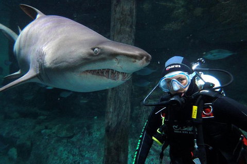 Shark Dive Xtreme At SEA LIFE Sydney Aquarium - Sunshine Coast Tourism 8