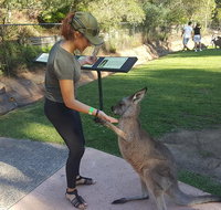 Sydney Private Day Tours - Central Coast Beaches Plus Wildlife  Reptile Park - Sunshine Coast Tourism