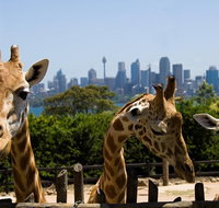 Sydney Taronga Zoo General Entry Ticket - Sunshine Coast Tourism