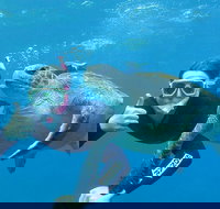 3-Hour Sea Turtle Snorkeling Experience in Byron Bay - Sunshine Coast Tourism