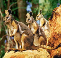 Sydney Harbour Hop On Hop Off Cruise with Taronga Zoo entry - Sunshine Coast Tourism