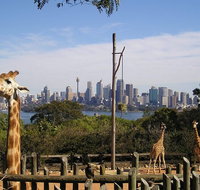 Sydney Taronga Zoo's Australian Animals Tour - Sunshine Coast Tourism