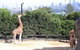 Sydney Harbour Ferry With Taronga Zoo Entry Ticket - thumb 12