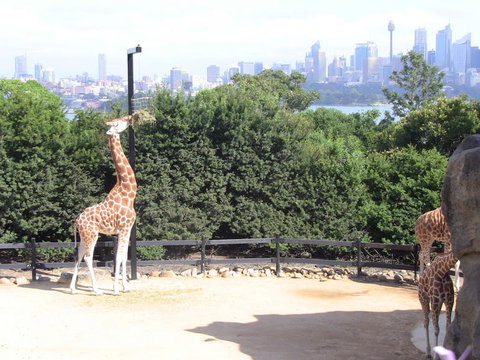 Sydney Harbour Ferry With Taronga Zoo Entry Ticket - Sunshine Coast Tourism 12