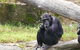 Sydney Harbour Ferry With Taronga Zoo Entry Ticket - thumb 15