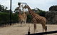 Sydney Harbour Ferry With Taronga Zoo Entry Ticket - thumb 8