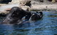Sydney Harbour Ferry With Taronga Zoo Entry Ticket - thumb 6