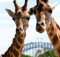 Sydney Harbour Ferry with Taronga Zoo Entry Ticket - Sunshine Coast Tourism