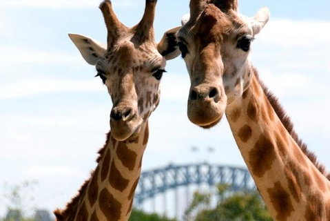 Sydney Harbour Ferry With Taronga Zoo Entry Ticket - Sunshine Coast Tourism 0