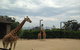 Sydney Harbour Ferry With Taronga Zoo Entry Ticket - thumb 11
