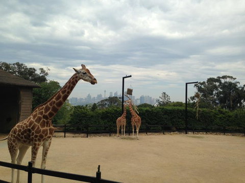 Sydney Harbour Ferry With Taronga Zoo Entry Ticket - Sunshine Coast Tourism 11