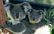 Sydney Harbour Ferry With Taronga Zoo Entry Ticket - thumb 1