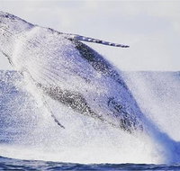 Whale Watching Sailing Experience in Sydney - Sunshine Coast Tourism