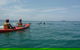 Kayaking With Dolphins In Byron Bay Guided Tour - thumb 0