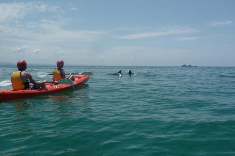 Kayaking With Dolphins In Byron Bay Guided Tour - Holiday Sunshine Coast 0