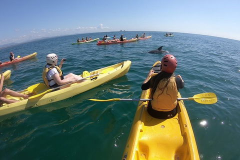 Kayaking With Dolphins In Byron Bay Guided Tour - Holiday Sunshine Coast 13