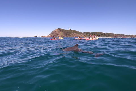 Kayaking With Dolphins In Byron Bay Guided Tour - Holiday Sunshine Coast 5