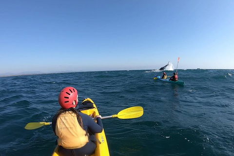 Kayaking With Dolphins In Byron Bay Guided Tour - Holiday Sunshine Coast 19
