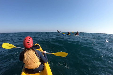 Kayaking With Dolphins In Byron Bay Guided Tour - Holiday Sunshine Coast 18