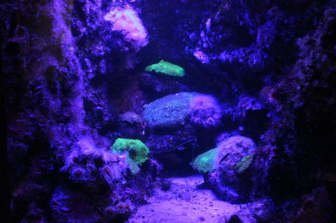 SEA LIFE Sydney Aquarium Entrance Ticket - Sunshine Coast Tourism 8