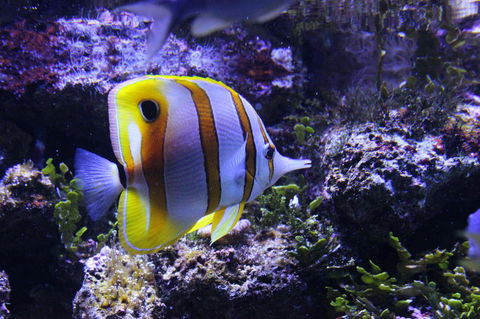 SEA LIFE Sydney Aquarium Entrance Ticket - Sunshine Coast Tourism 7