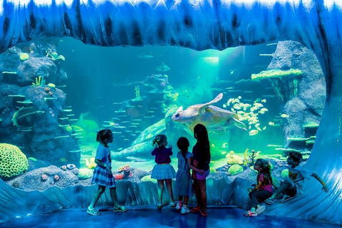 SEA LIFE Sydney Aquarium Entrance Ticket - Sunshine Coast Tourism 0