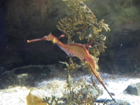 SEA LIFE Sydney Aquarium Entrance Ticket - Sunshine Coast Tourism 12