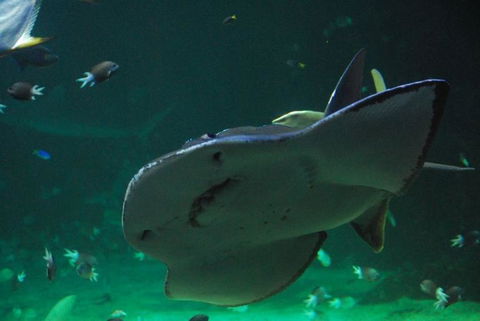 SEA LIFE Sydney Aquarium Entrance Ticket - Sunshine Coast Tourism 20