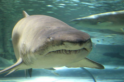 SEA LIFE Sydney Aquarium Entrance Ticket - Sunshine Coast Tourism 5