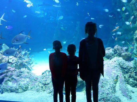 SEA LIFE Sydney Aquarium Entrance Ticket - Sunshine Coast Tourism 10