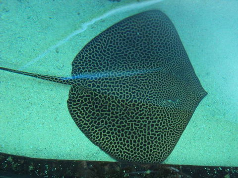 SEA LIFE Sydney Aquarium Entrance Ticket - Sunshine Coast Tourism 16