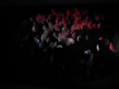 SEA LIFE Sydney Aquarium Entrance Ticket - Sunshine Coast Tourism 11