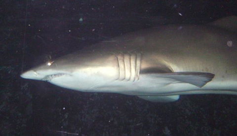 SEA LIFE Sydney Aquarium Entrance Ticket - Sunshine Coast Tourism 19