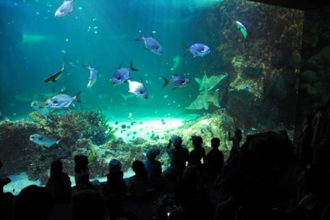 SEA LIFE Sydney Aquarium Entrance Ticket - Sunshine Coast Tourism 21